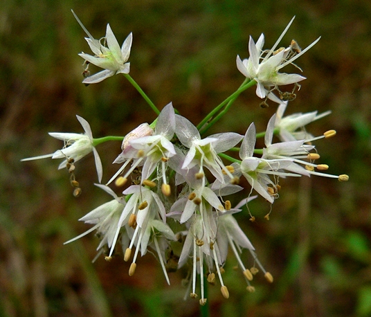 {Allium stellatum}